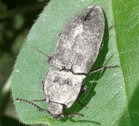 Elateridae: Agrypnus murinus? S